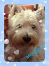 Westie