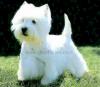 Immagine Westie