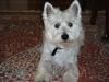 Westie