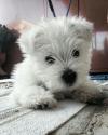 Immagine Westie