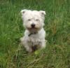 Westie