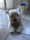 Immagine Westie