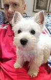 Immagine Westie
