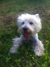 Immagine Westie