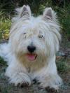 Westie