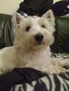 Westie