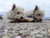 Immagine Westie