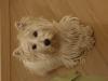 Immagine Westie