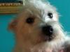 Immagine Westie