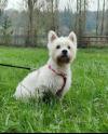 Immagine Westie