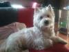 Westie