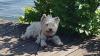 Westie