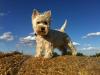 Westie