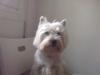Immagine Westie