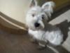 Immagine Westie