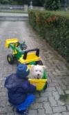 Immagine Westie