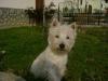 Westie