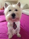 Westie