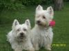 Westie