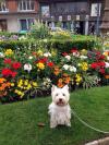 Westie