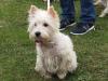 Westie