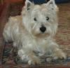 Westie