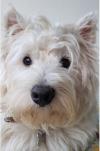 Westie