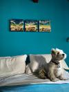 Immagine Westie