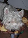 Westie