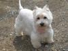 Immagine Westie