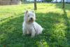 Westie