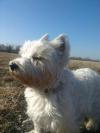 Status Westie