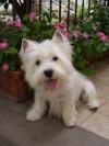 Westie