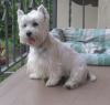 Westie