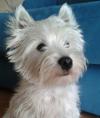 Westie