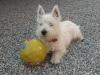 Westie