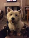 Immagine Westie