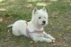 Westie