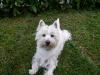 Westie