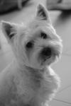 Westie