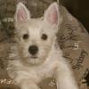 Immagine Westie