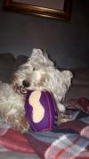 Immagine Westie