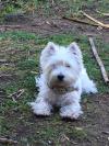 Westie