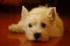 Westie