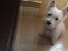 Immagine Westie