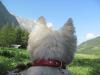 Immagine Westie