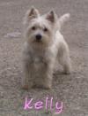 Westie