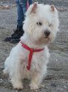 Westie