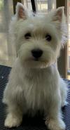 Immagine Westie