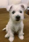 Immagine Westie
